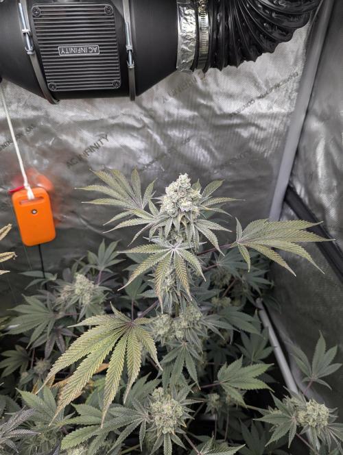 Dimension 369 Brothers Grimm Seeds. Week 18