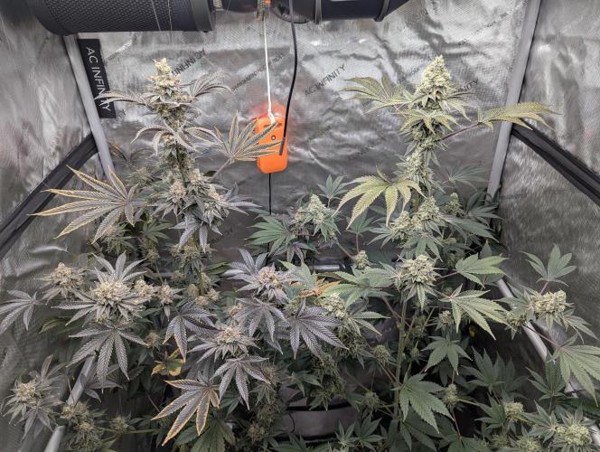 Dimension 369 Brothers Grimm Seeds. Week 18