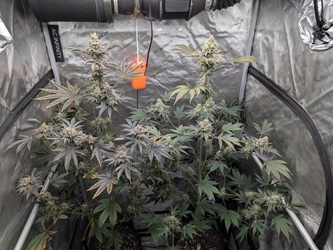 Dimension 369 Brothers Grimm Seeds. Week 18
