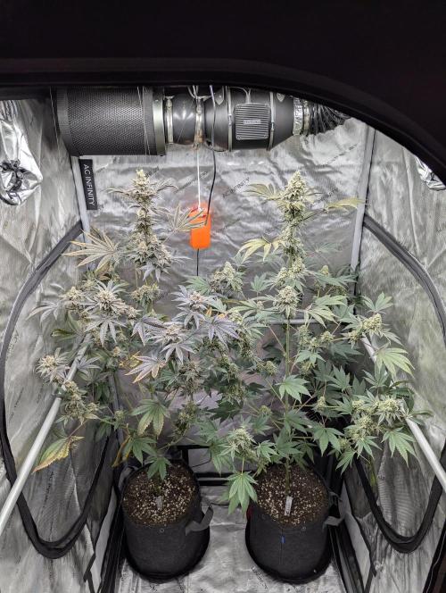 Dimension 369 Brothers Grimm Seeds. Week 18