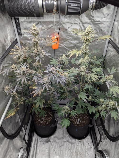 Dimension 369 Brothers Grimm Seeds. Week 18