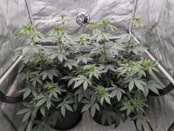 Tarte Titan. Week 10