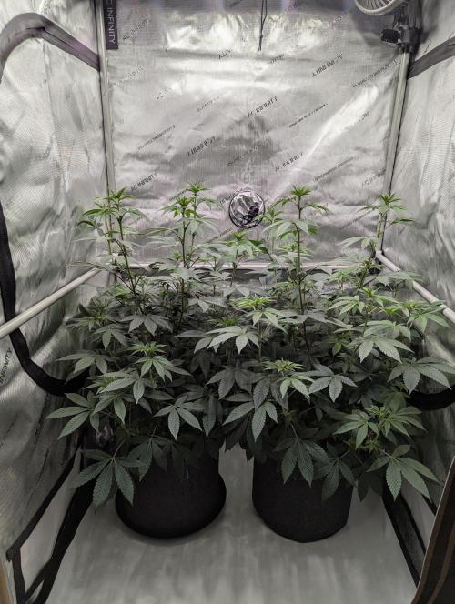 Tarte Titan. Week 10