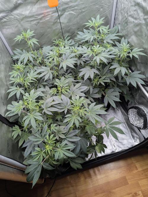 Tarte Titan. Week 10