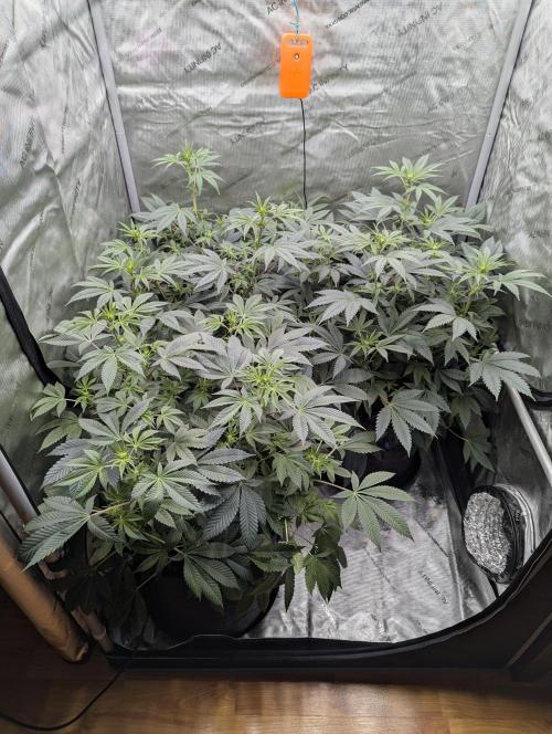 Tarte Titan. Week 10