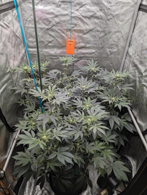 Tarte Titan. Week 11