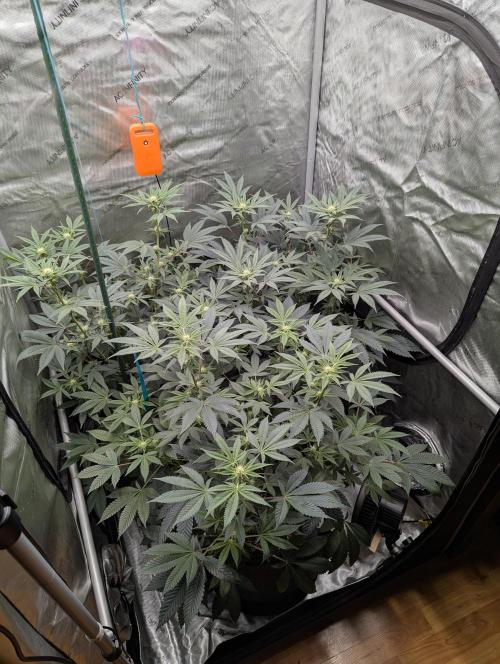 Tarte Titan. Week 11