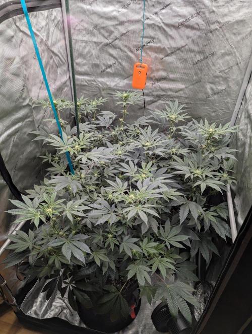 Tarte Titan. Week 11