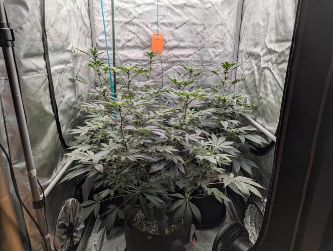 Tarte Titan. Week 11