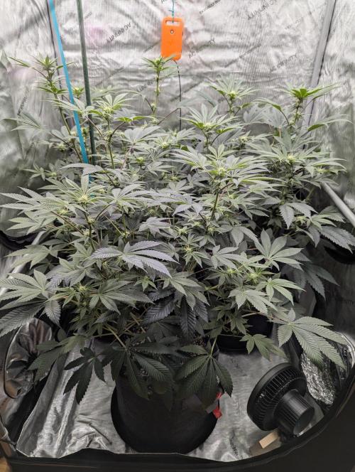 Tarte Titan. Week 11