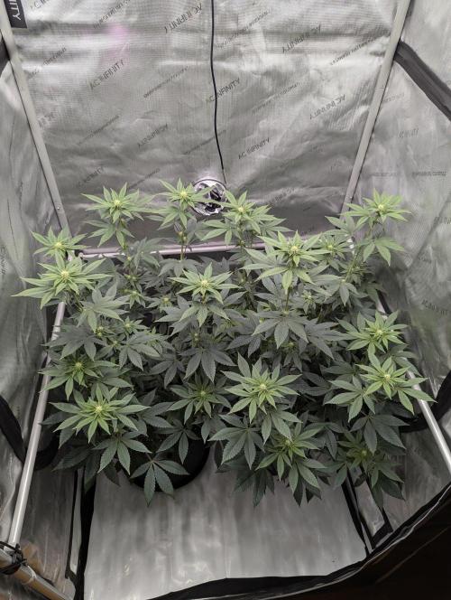 Tarte Titan. Week 11