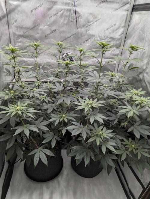 Tarte Titan. Week 11