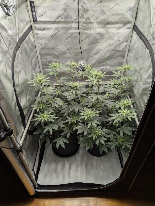 Tarte Titan. Week 11