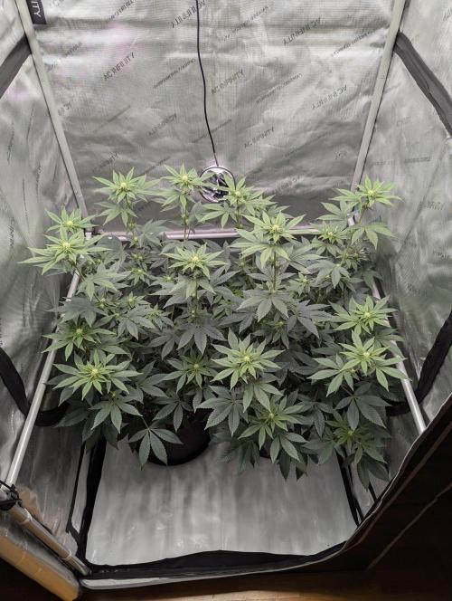 Tarte Titan. Week 11