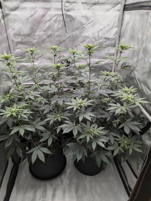 Tarte Titan. Week 11