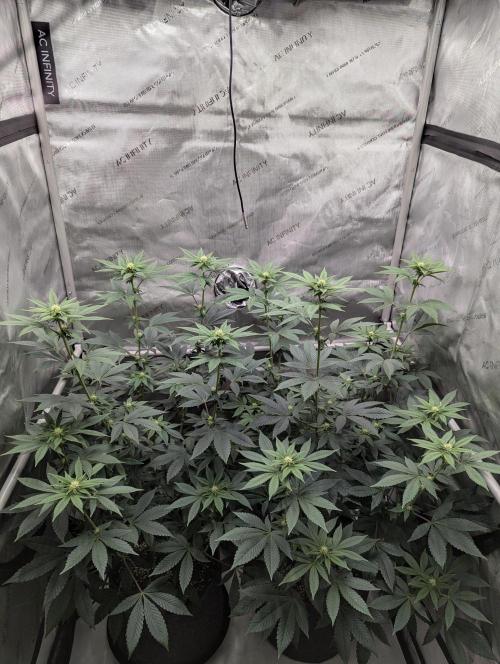 Tarte Titan. Week 11