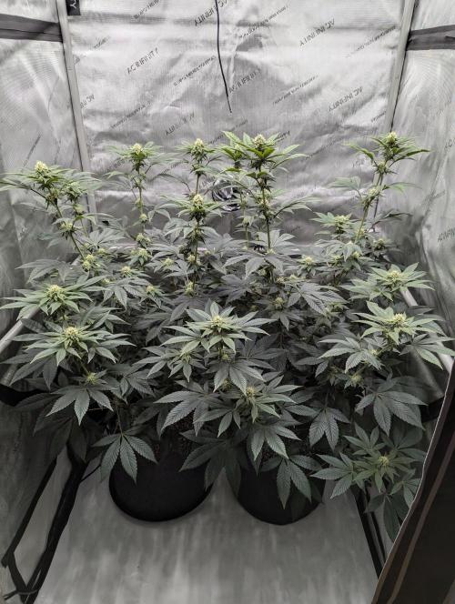 Tarte Titan. Week 12