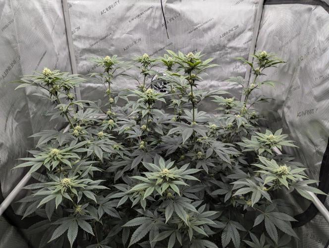 Tarte Titan. Week 12