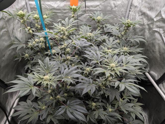 Tarte Titan. Week 12