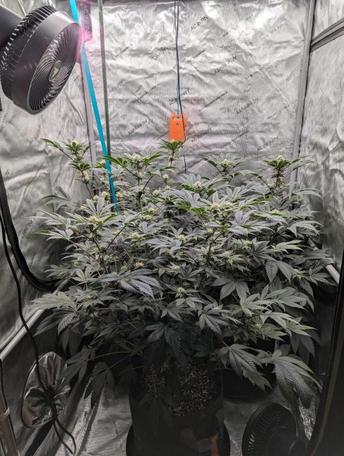 Tarte Titan. Week 12