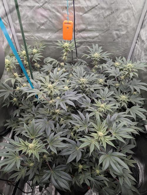 Tarte Titan. Week 12