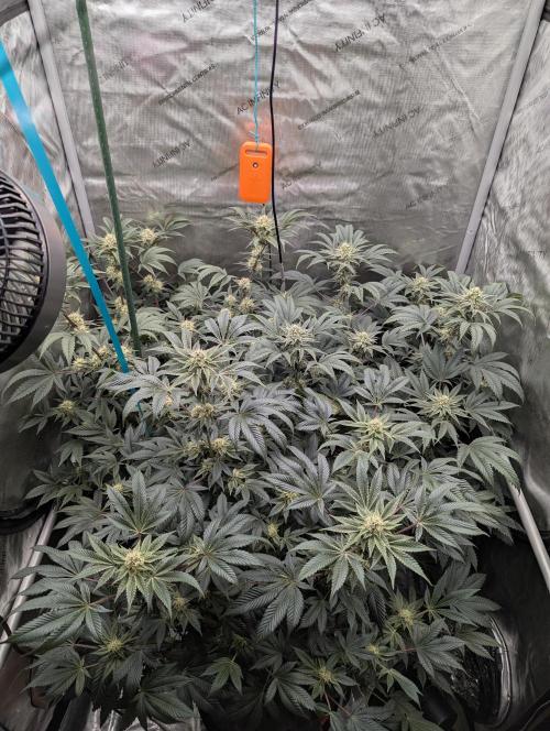 Tarte Titan. Week 13