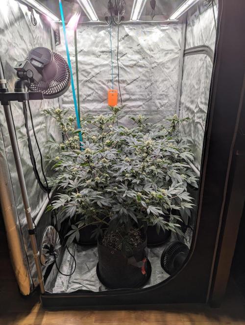 Tarte Titan. Week 13