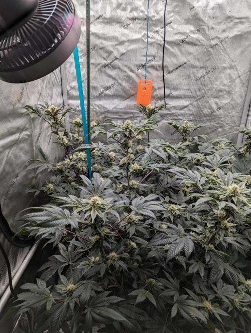 Tarte Titan. Week 13