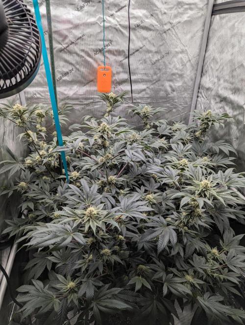 Tarte Titan. Week 13