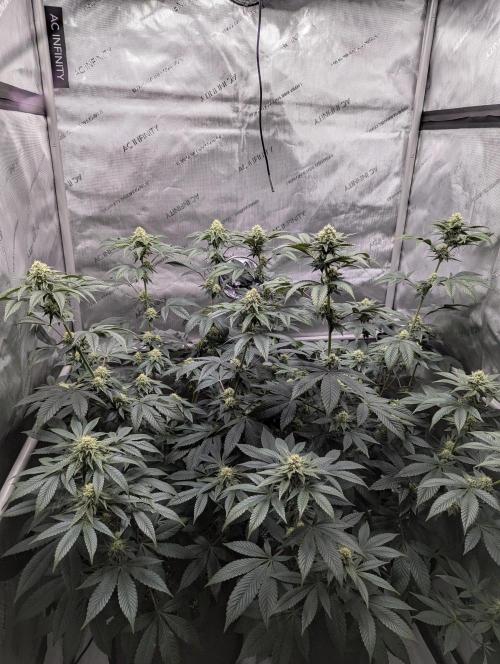 Tarte Titan. Week 13