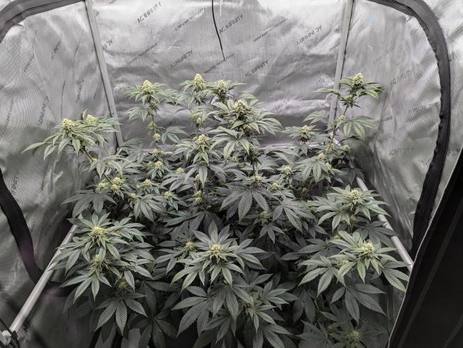 Tarte Titan. Week 13