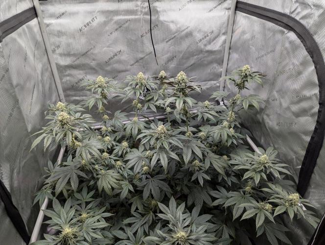 Tarte Titan. Week 14