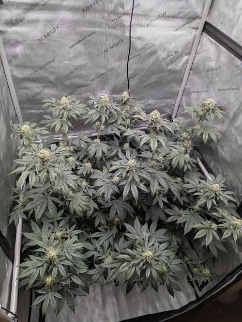 Tarte Titan. Week 14