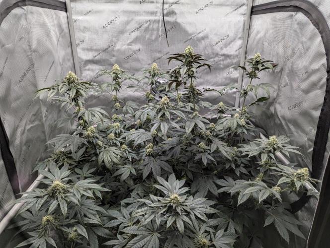 Tarte Titan. Week 14