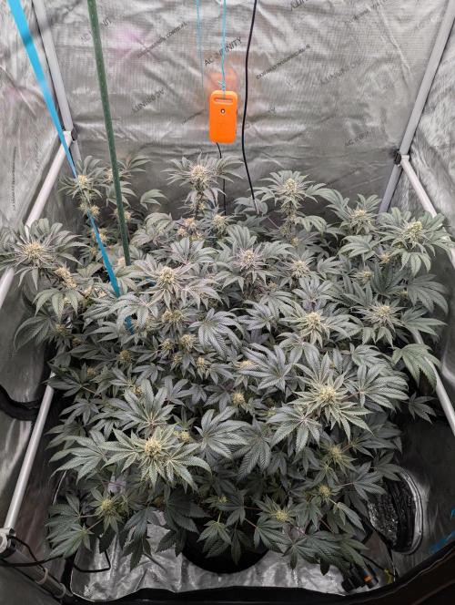 Tarte Titan. Week 14