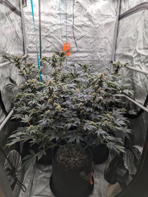 Tarte Titan. Week 14