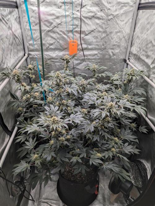 Tarte Titan. Week 14