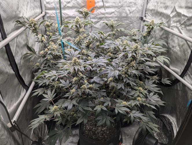 Tarte Titan. Week 14