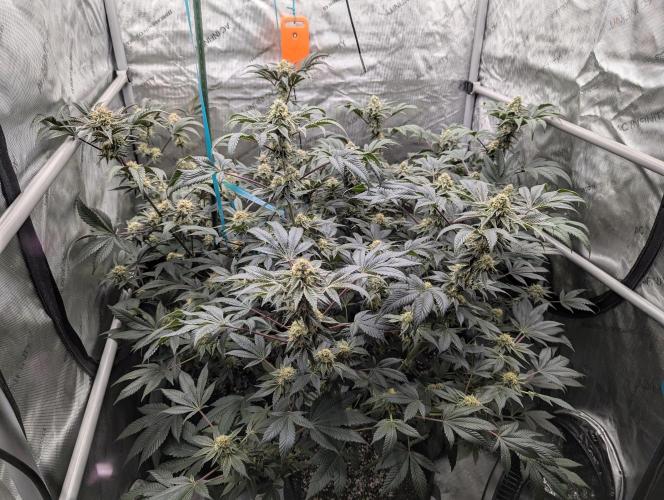 Tarte Titan. Week 14