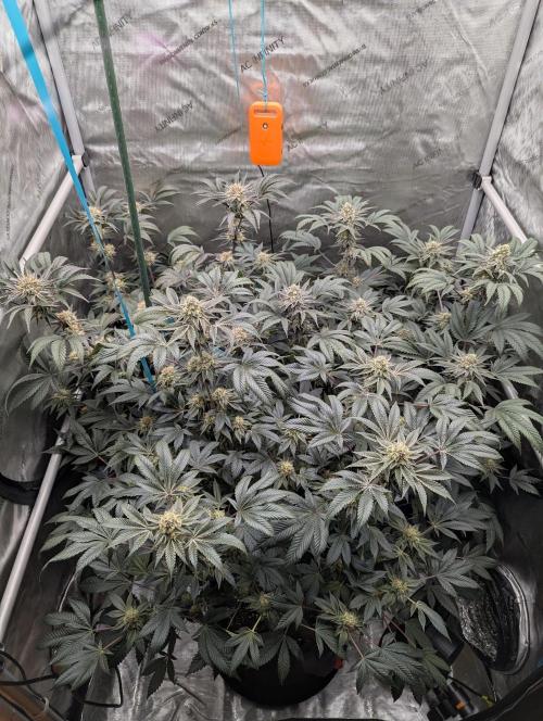 Tarte Titan. Week 14