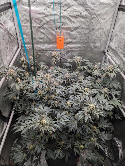 Tarte Titan. Week 14