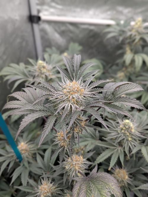 Tarte Titan. Week 15