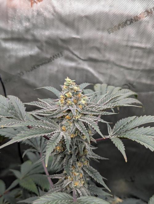 Tarte Titan. Week 15