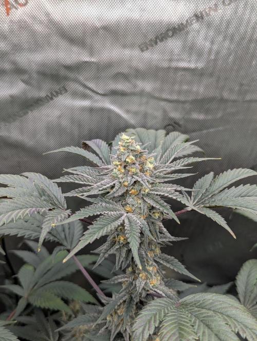 Tarte Titan. Week 15