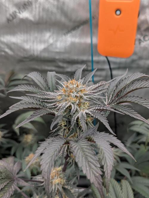 Tarte Titan. Week 15