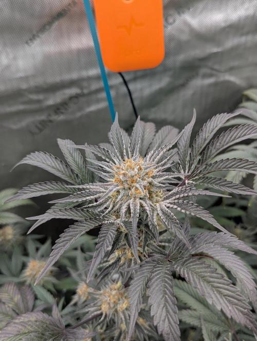 Tarte Titan. Week 15