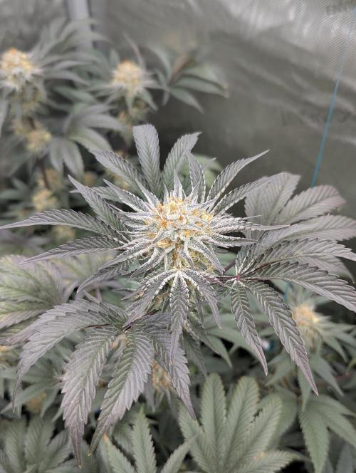 Tarte Titan. Week 15