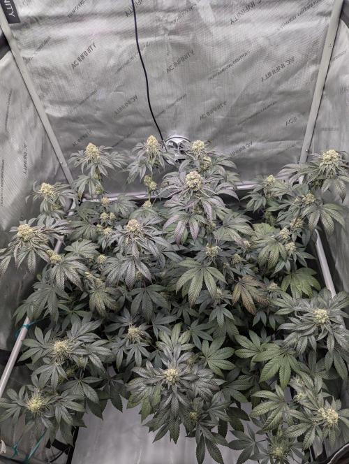 Tarte Titan. Week 15