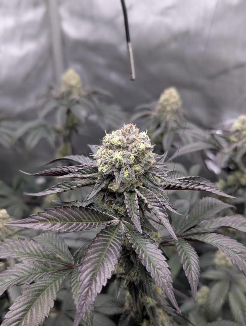 Tarte Titan. Week 15