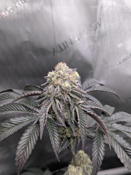 Tarte Titan. Week 15